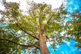 Best Tree Removal  in Lake Carmel, NY