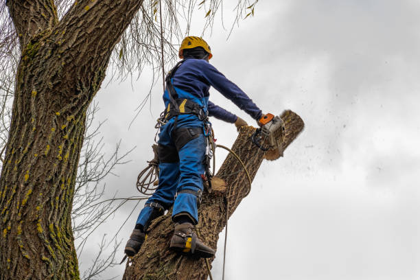Best Tree Risk Assessment  in Lake Carmel, NY