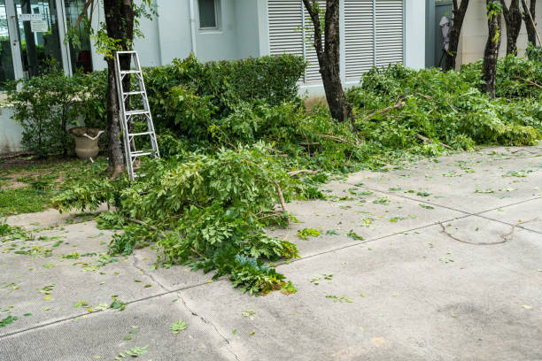  Lake Carmel, NY Tree Removal Pros
