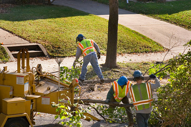 Best Tree Trimming and Pruning  in Lake Carmel, NY