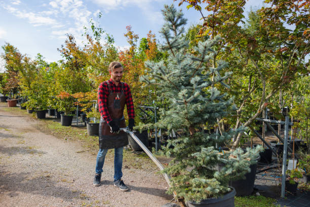 Best Tree Maintenance Programs  in Lake Carmel, NY